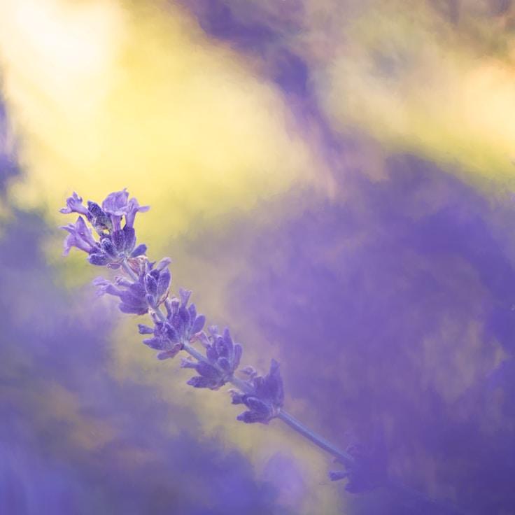 Protected areas overview